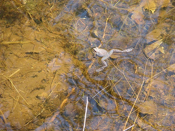 adirondack image peeper frogs